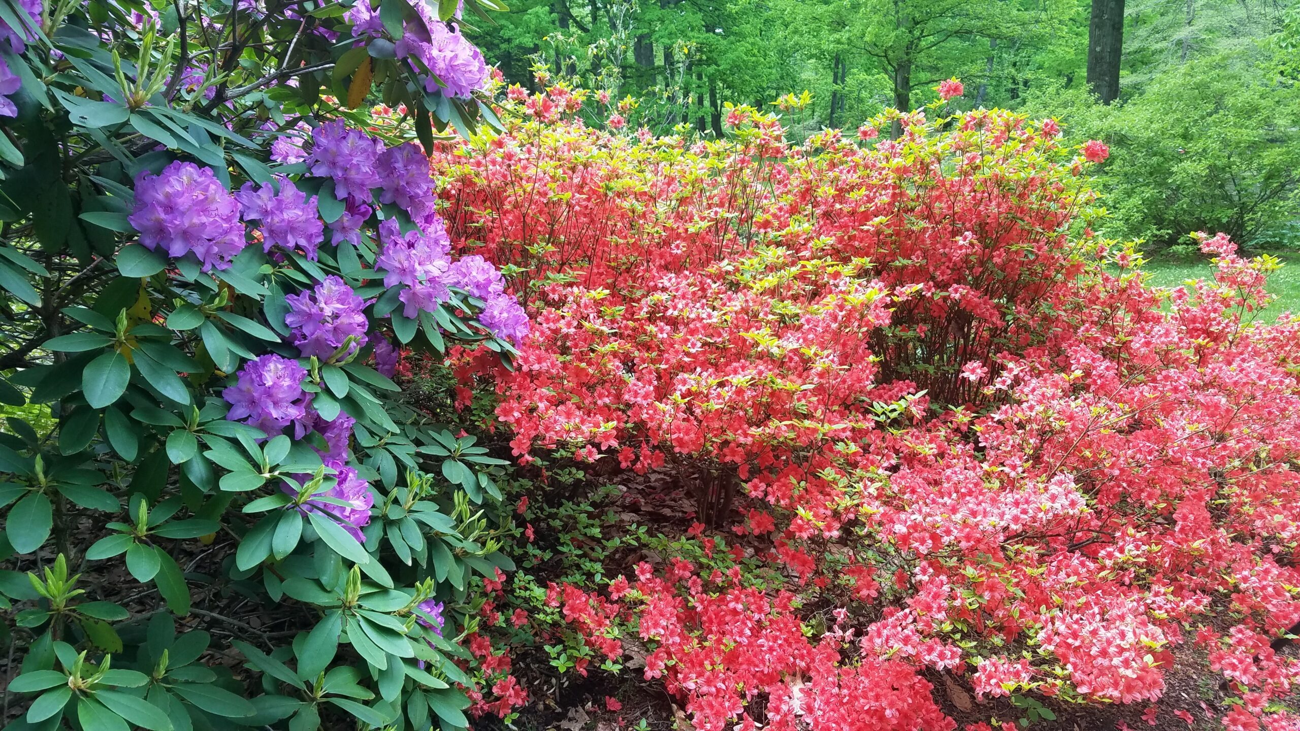 Men's Club - Stroll at the Holden Arboretum RESCHEDULED