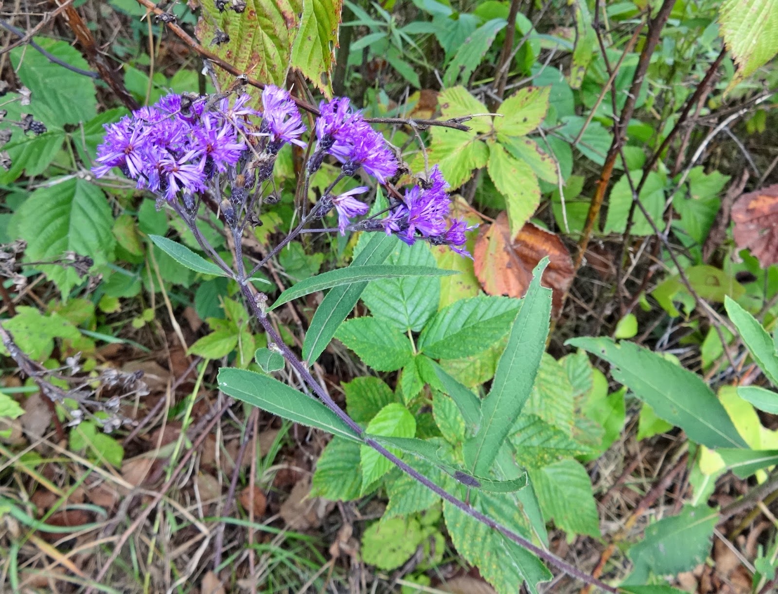 Men's Club Flower Power Hike